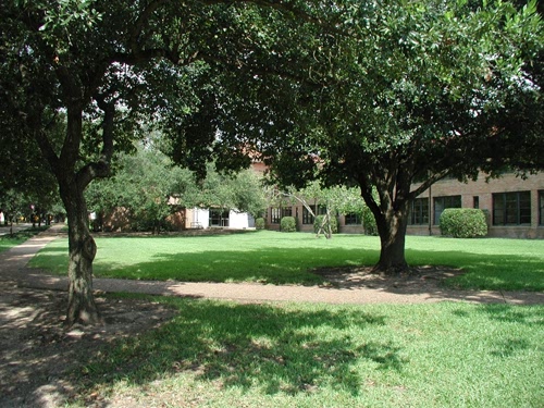 trees on front lawn